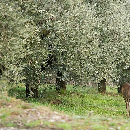 Tatil Evi La Casa Di La Pieve 2